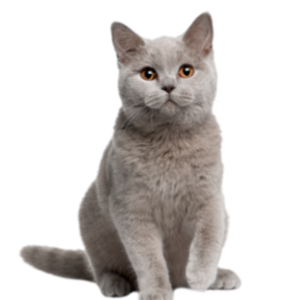 Gatos