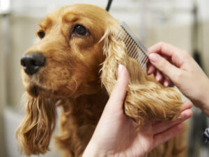 hands-of-female-groomer-combing-cocker-spaniels-ea-SRTZTQ4